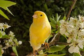 Though primarily a cage bird, they make excellent pets for beginners and do not harm they come in a wide variety of colors from yellows to whites, blue and white mixes, and deep oranges to light reds. How To Look After A Canary Petbarn