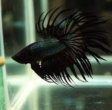 If you enjoyed pleas subscribe my channel. Black Orchid Crown Tail Male Japanese Fighter Fish Betta Splendens Fish Mania Aquatics Finatical About Fish