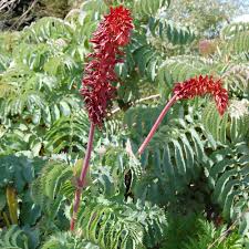 Image result for Melianthaceae