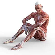 Pin On Anatomy Our 360° interactive drawing tool has clothing, nude, muscle and smooth views. pin on anatomy