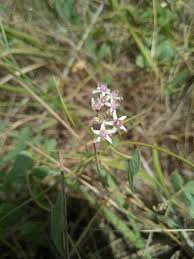 Image result for Cynanchum praecox