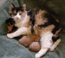 Calico Kittens for Sale - Adoptapet