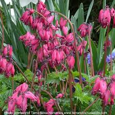 Dicentra Amore Rose Ppaf Pvr Perennials Shade Perennials Bleeding Heart
