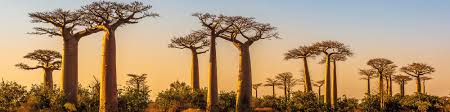 Madagascar is the world's fourth largest island with a total land area of 581, 800 km². Madagascar Land Of The Lemur