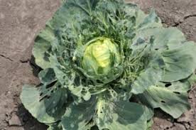 Maybe you would like to learn more about one of these? How To Get Rid Of Cabbage Worms Okra In My Garden