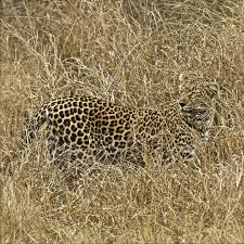 National Geographic On Instagram Photo Stevewinterphoto I Photographed This Leopard In South Africa S Sabi Sands R National Geographic Big Cats Instagram