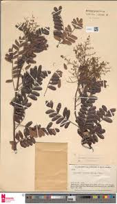 Image result for Schinopsis