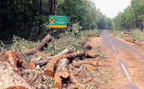 The Chhattisgarh High Court upheld the cancellation of community forest rights (CFR) of Ghatbarra village in Hasdeo Arand. For residents, mostly Adivasis whose forests were taken over and felled for the Parsa