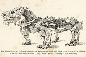 Image result for Pareiasaurus