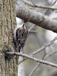 Birds Native To Northeast Ohio Birds On The Brain In 2020 National Wildlife Refuge Tiny Bird Ohio River
