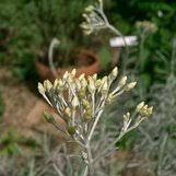 Image result for Helichrysum buchananii