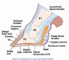 The t in the t bone is named because the spinal processes are at roughly #90^@# to the vertebrae. Bovine Foot Anatomy Large Animal Surgery Supplemental Notes