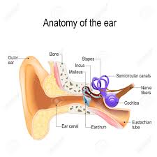 Diagnosis and management of foreign bodies in the outer ear. Ear Anatomy Cross Section Of The Right External Middle And Internal Ear Royalty Free Cliparts Vectors And Stock Illustration Image 102417022