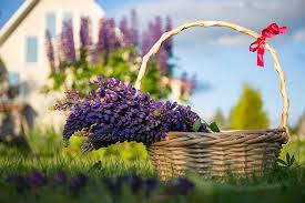 On the inside of each of these cards was the message about the wedding favour. Lupine Flowers Basket Dacha Summer Nature Grass Bouquet Bright Handsomely Beautiful Flowers Pikist