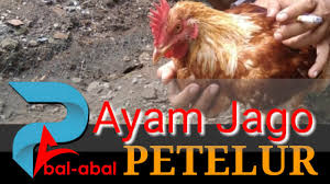 Ayam Petelur Jantan Hasil Silangan Ayam Kampung Dan Petelur Youtube