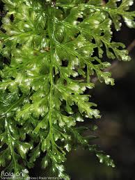 Image result for Vandenboschia