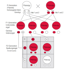 Was ist der unterschied zwischen dominant und rezessiv? Datei Dominant Rezessive Vererbung P F1 F2 Png Wikipedia