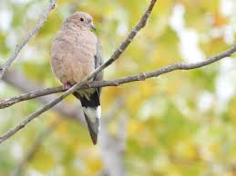 Bird Travel Photos Birding Sites Bird Information Mourning Dove The Birdhouse Nature Store Presqu I In 2020 Mourning Dove Bird Houses Bird Photography