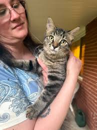 Cat nail caps recommendations for declawing alternatives