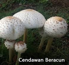 Rabu, 16 oktober 2019rabu, 16 oktober 2019 anashir. Anim Agro Technology Keracunan Cendawan Liar Bahaya