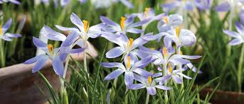 Image result for Pycreus chrysanthus