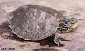 Species Profile Common Map Turtle Graptemys Geographica Srel Herpetology