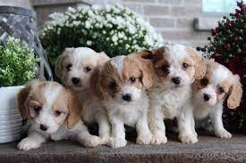 Adorable Cavachon Puppies In London Ontario Cavachon Dog The Cavalier Bichon Mix Breed Information Center Cavachon Dog Cavachon Puppies Cavachon Cavachon Dog