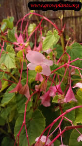 Image result for Rungia grandis