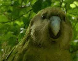 Urban Dictionary Party Parrot