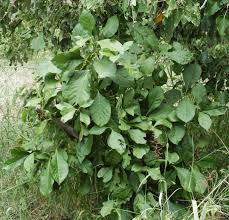 Image result for Pavetta uniflora