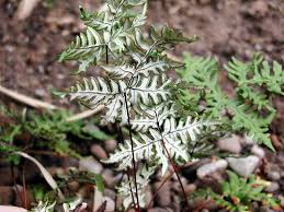 Image result for Cheilanthes
