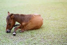 Immagini e foto stock di Cavallo zoppo | DepositPhotos
