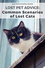 1.in which text did the person go there for a special day? Lost Pet Advice Common Scenarios Of Lost Cats Pethub