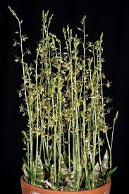 Image result for Eulophia dactylifera