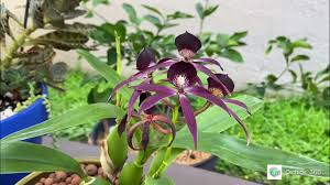 Image result for Eschenbachia gouanii