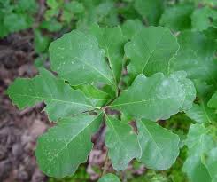 Image result for leaf margin entire