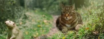 Te sorprenderá saber que lo hacen desde muy pequeños y que podemos estimular . El Secreto Mejor Guardado De Los Gatos Es Que Son Vergonzosamente Ineficaces A La Hora De Atrapar Ratas