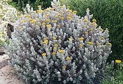 Image result for Helichrysum polioides