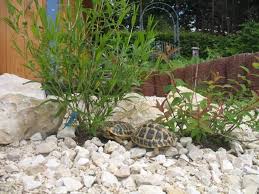 Pflanzen Fur Schildkrotengehege Landschildkroten Im Hunsruck In 2020 Schildkrotengehege Schildkrote Gehege Landschildkroten