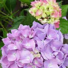 The let's dance hydrangea series is the next generation of hydrangeas, with improved flower color and attractive foliage. Hydrangea Mac Let S Dance Moonlight Lets Dance Moonlight Hydrangea From Prides Corner Farms