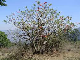 Image result for Erythrina lysistemon