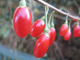 Budući da su goji bobice došle u modu, postale su vrlo skupe. Goji Berry Berlin Plants Reading History In The Green Spaces Of The City
