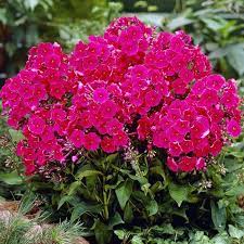 Red Riding Hood Border Phlox Perennial Bulbs Red Flowers Perennials