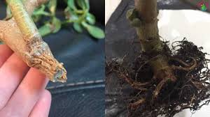 Water only if the soil has dried out. Jade Plant Root Rot Signs Causes And Step By Step Treatment Garden For Indoor