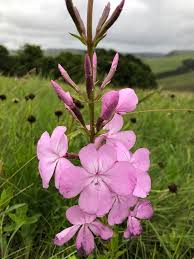 Image result for Cycnium