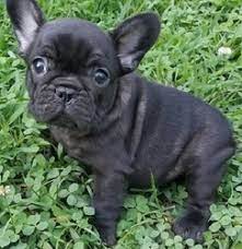 Share it or review it. Purebred French Bulldog Puppies For Sale Eaton Rapids Mi Free Classifieds In Usa