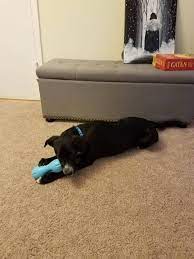 Best dog puzzle toys reddit. I Finally Found Something That Keeps My Dog Occupied For Hours And I Thought I D Share Dogtraining
