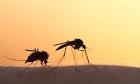 10 bracken rd west milford, nj 07480. Top 10 Best Pest Exterminators In West Milford Nj Angi