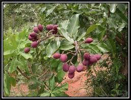 Image result for Parinari capensis