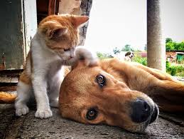 The company behind the various food brands, sunshine mills, has been forced to expand the recall once already. Fda Dog Food Recall As 28 Pets Die After Eating Toxic Midwestern Products